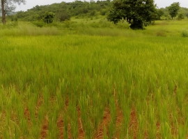 Agriculture Land in Konkan, Village Meghi, Tal- Sangmeshwar, Dist- Ratnagiri, 70 Guntha