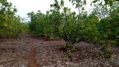 1 Acre Cashew Farm in Harpude, Near Devrukh, Ratnagiri, Konkan
