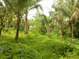 Farm House Land Near Chiplun, Tamanmala, Konkan